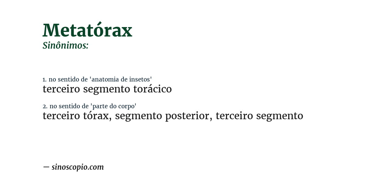 Sinônimo de metatórax